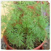 Dill - Regular Dill - Regular
