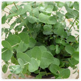 Eucalyptus Eucalyptus