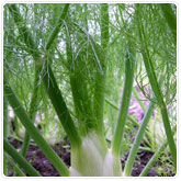 Fennel Fennel