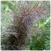 Fennel - Bronze Fennel - Bronze