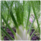 Fennel - Zefa Fino Fennel - Zefa Fino