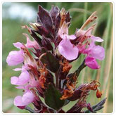 Germander Germander
