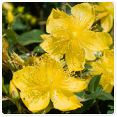 Hypericum Hypericum
