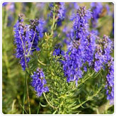Hyssop Hyssop