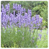 Lavender Lavender