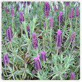Lavender - French/Spanish Lavender - French/Spanish
