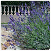 Lavender - Hidcote Blue Lavender - Hidcote Blue