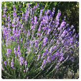 Lavender - Lady Lavender - Lady
