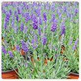Lavender - Lavance Lavender - Lavance