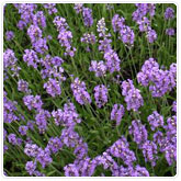 Lavender - Munstead Lavender - Munstead