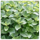 Lemon Balm Lemon Balm