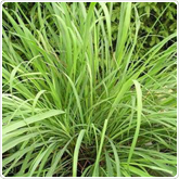 Lemon Grass Lemon Grass