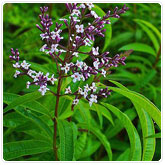 Lemon Verbena Lemon Verbena