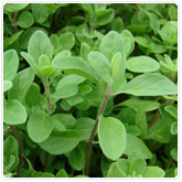 Marjoram Marjoram