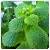 Mint - Apple Mint - Apple