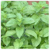 Mint - Chocolate Mint - Chocolate