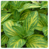 Mint - Ginger Mint - Ginger