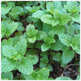 Mint - Kentucky Colonel Mint - Kentucky Colonel