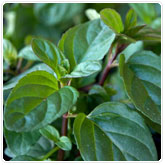 Mint - Lime Mint - Lime