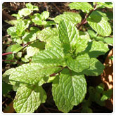 Mint - Mojito Mint - Mojito