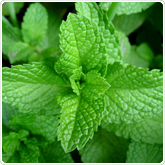 Mint - Peppermint Mint - Peppermint