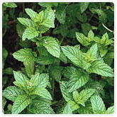 Mint - Spearmint Mint - Spearmint