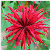 Monarda Monarda