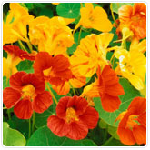 Nasturtium Nasturtium