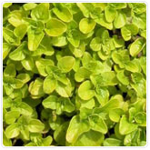 Oregano - Golden Oregano - Golden