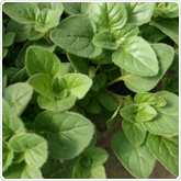 Oregano - Greek Oregano - Greek