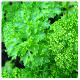 Parsley - Curly Parsley - Curly