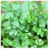 Parsley - Italian Parsley - Italian