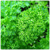 Parsley - Moss Curled Parsley - Moss Curled