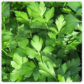 Parsley - Plain Parsley - Plain