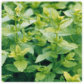 Peppermint - Orange Mint Peppermint - Orange Mint