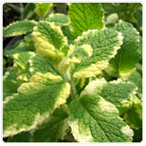 Mint - Pineapple Mint - Pineapple