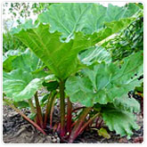 Rhubarb Rhubarb