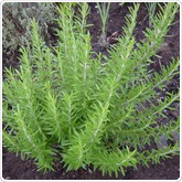 Rosemary - BBQ Rosemary - BBQ