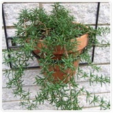 Rosemary - Creeping Rosemary - Creeping