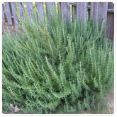 Rosemary - Large Rosemary - Large