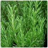 Rosemary Rosemary