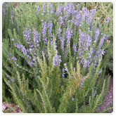 Rosemary - Upright Rosemary - Upright
