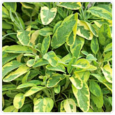 Sage - Golden Sage - Golden