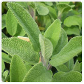 Sage - Green Sage - Green
