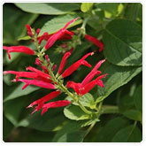 Sage - Pineapple Sage - Pineapple