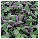 Sage - Purple Sage - Purple