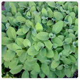 Sage Sage