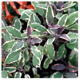 Sage - Tricolor Sage - Tri-Color