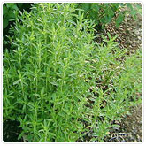 Savory Summer Savory Summer