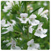 Savory Winter Savory Winter